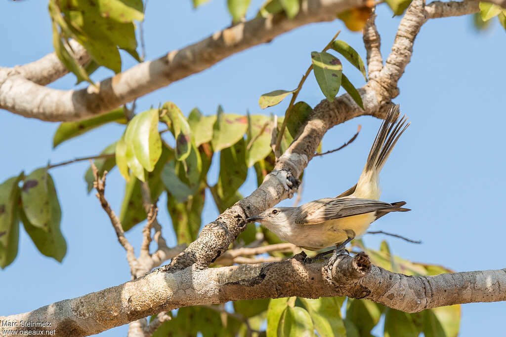 Suiriri Flycatcheradult, habitat, pigmentation