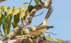 Suiriri Flycatcher