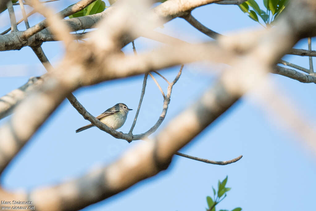 Tyranneau terneadulte, identification