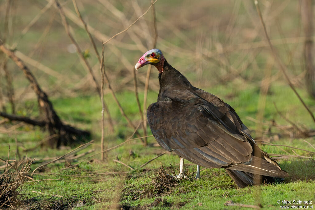 Lesser Yellow-headed Vulture