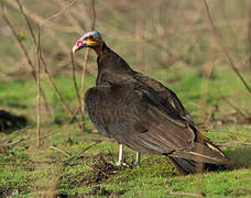 Lesser Yellow-headed Vulture