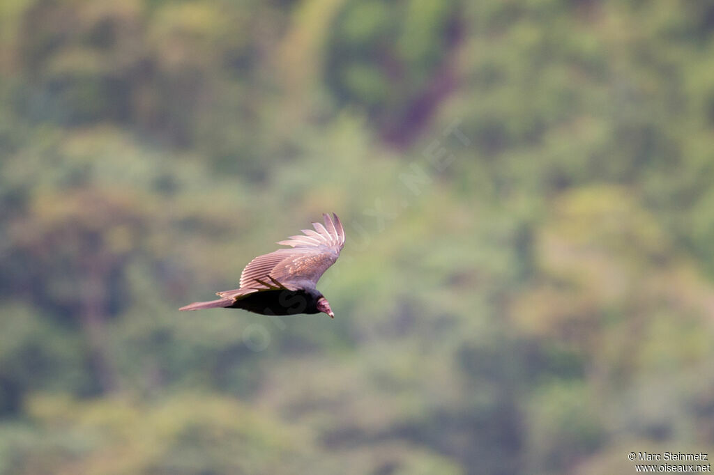 Turkey Vulture