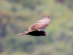 Turkey Vulture