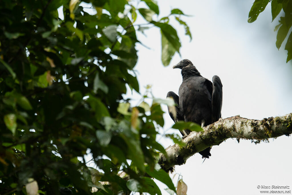 Black Vulture