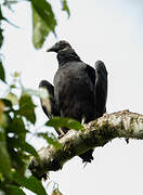 Black Vulture