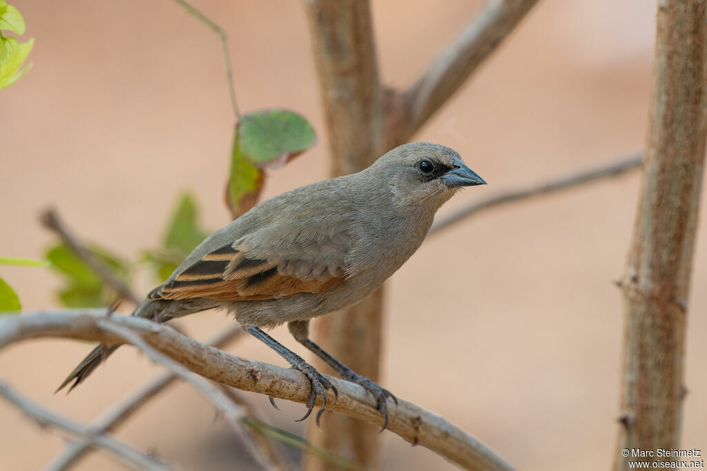 Vacher à ailes baies