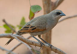 Greyish Baywing