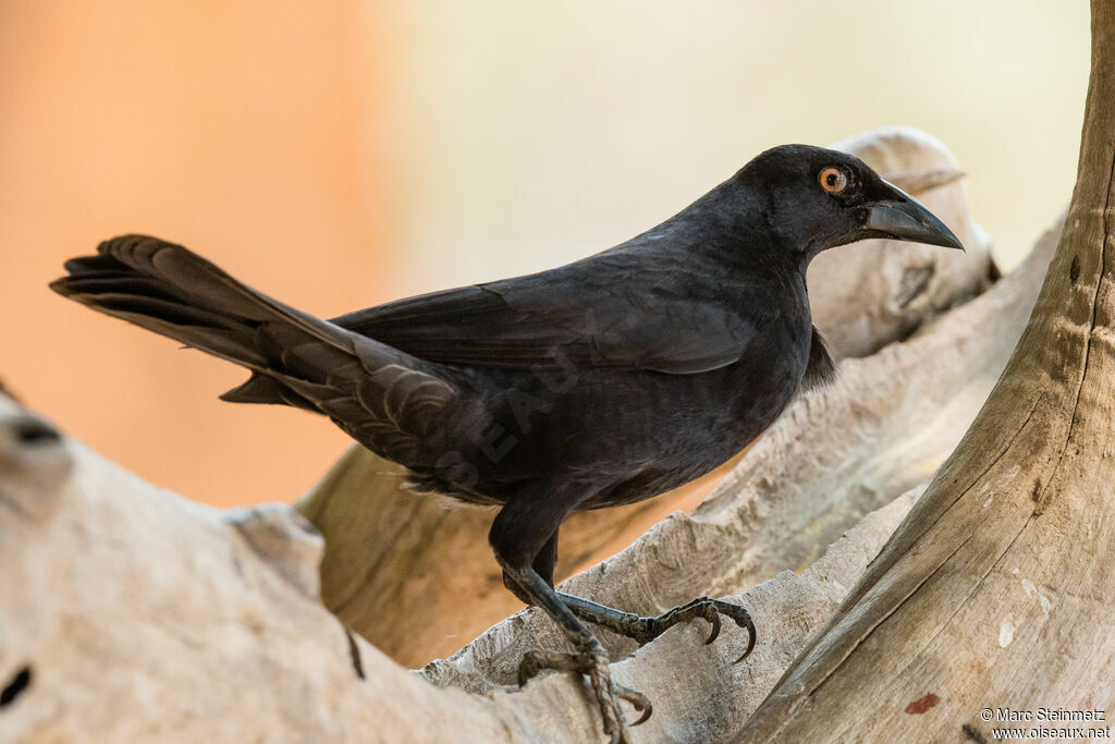 Giant Cowbird