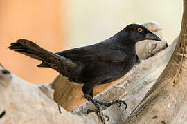 Giant Cowbird