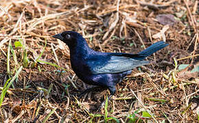 Shiny Cowbird