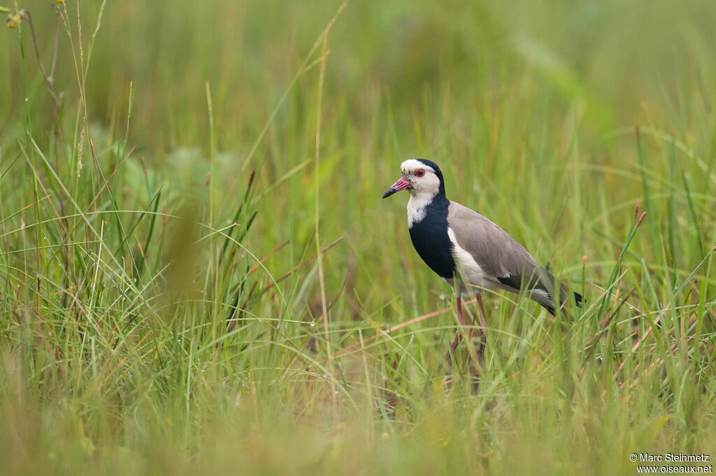 Vanneau à ailes blanches