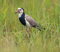 Long-toed Lapwing