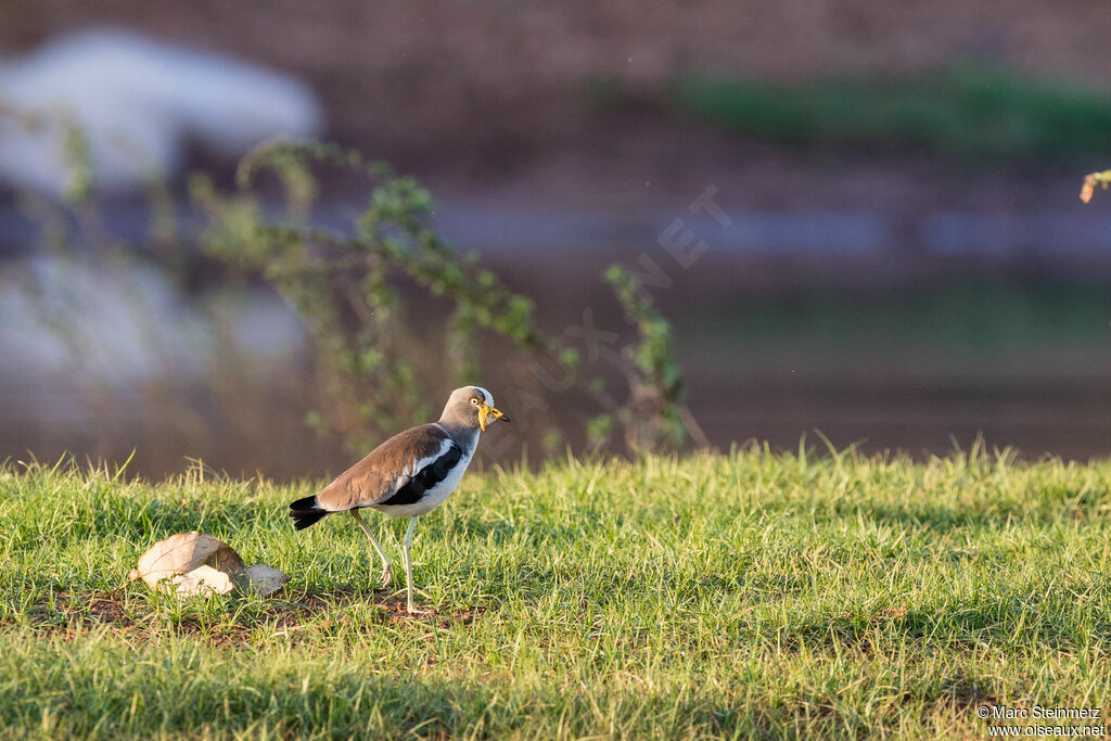 White-crowned Lapwing