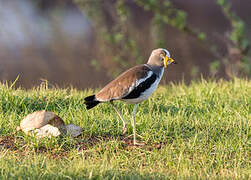 White-crowned Lapwing