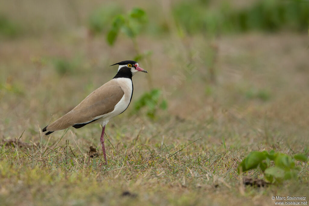 Black-headed Lapwing