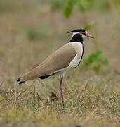 Black-headed Lapwing