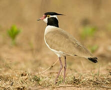 Black-headed Lapwing