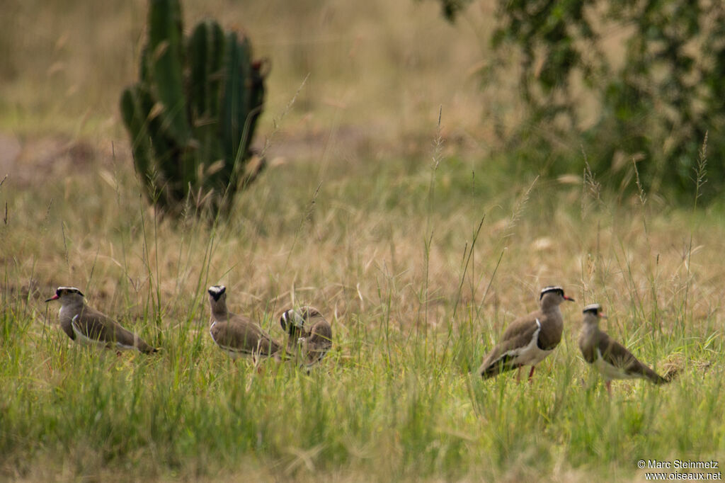 Crowned Lapwing