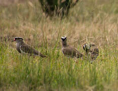 Crowned Lapwing