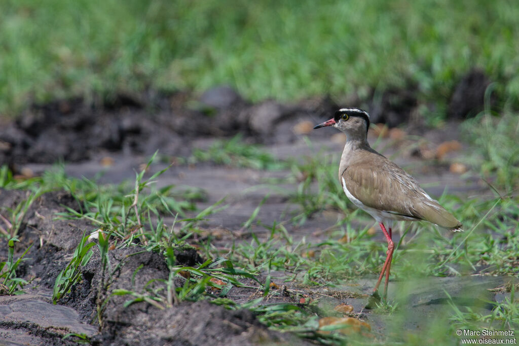 Crowned Lapwing