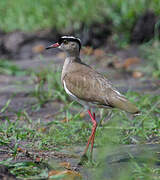 Crowned Lapwing