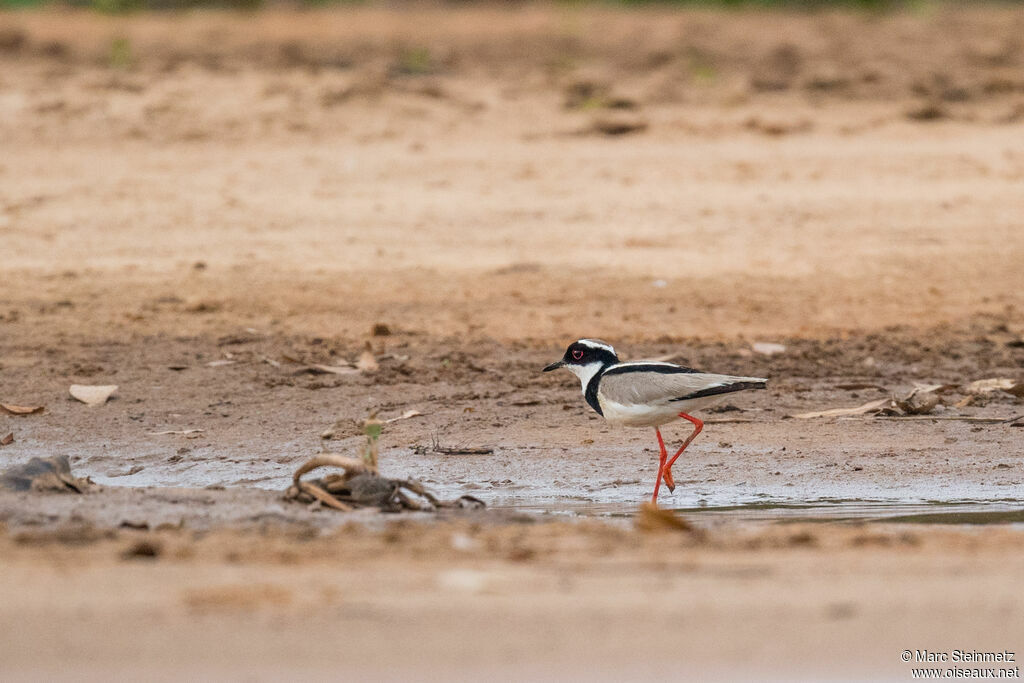 Pied Plover