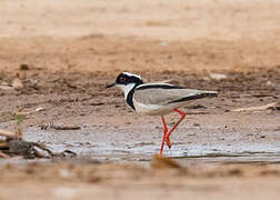 Pied Plover