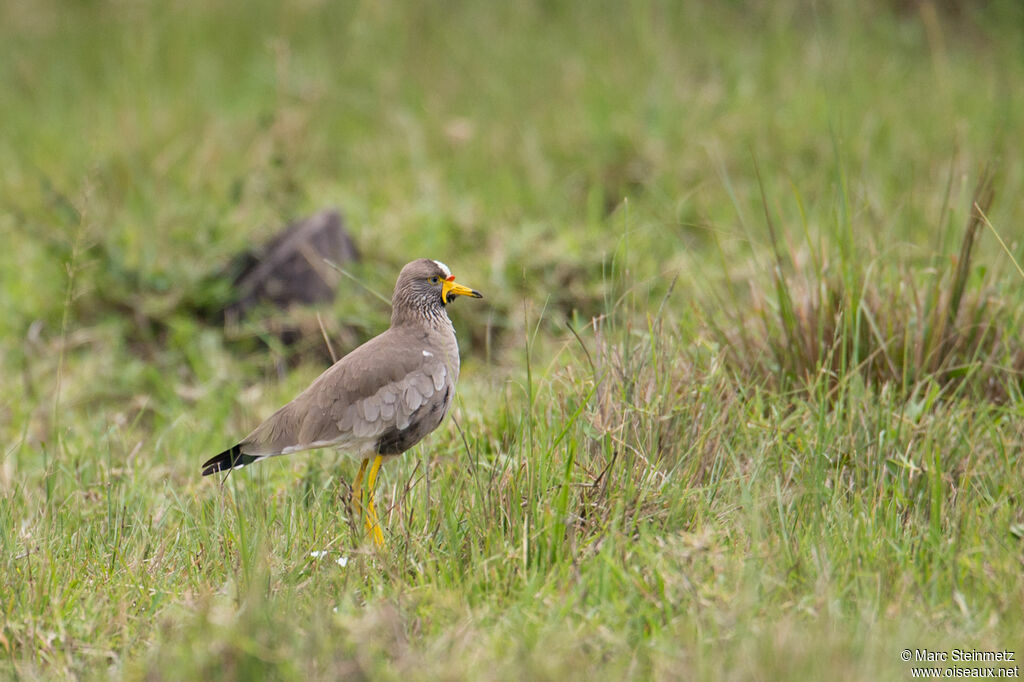 African Wattled Lapwing