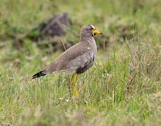 African Wattled Lapwing