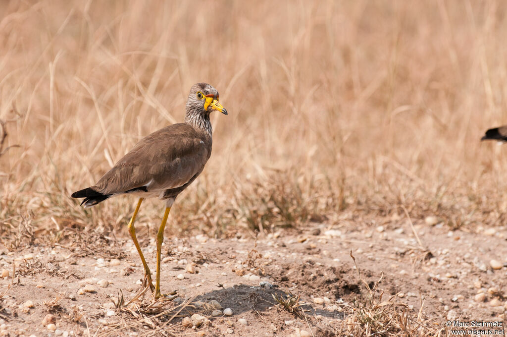 African Wattled Lapwing