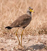 African Wattled Lapwing