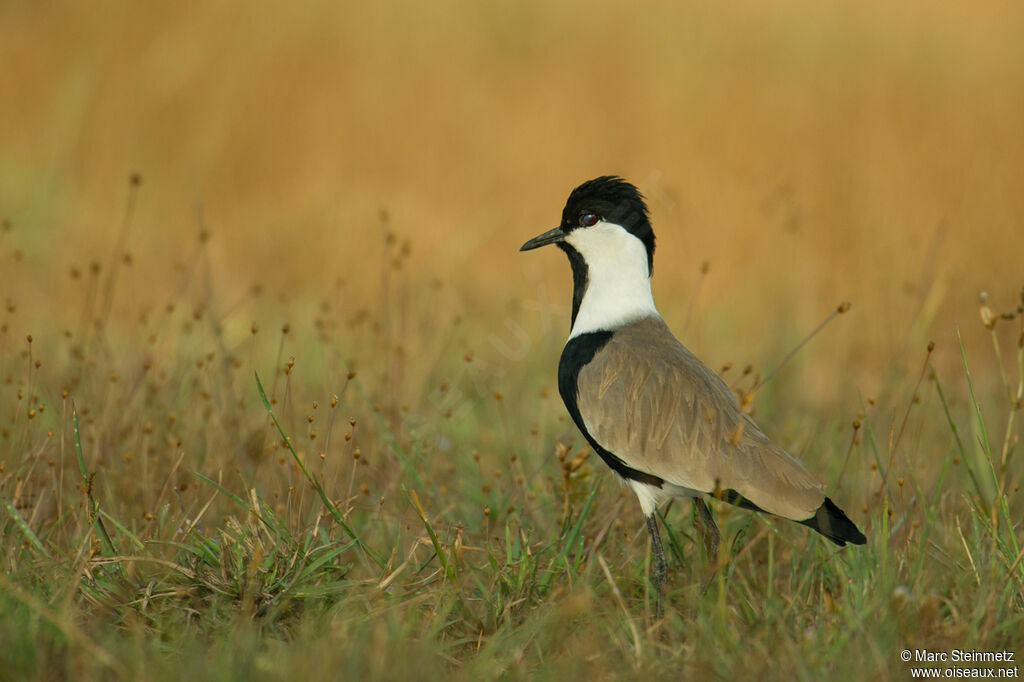 Spur-winged Lapwing