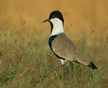 Spur-winged Lapwing