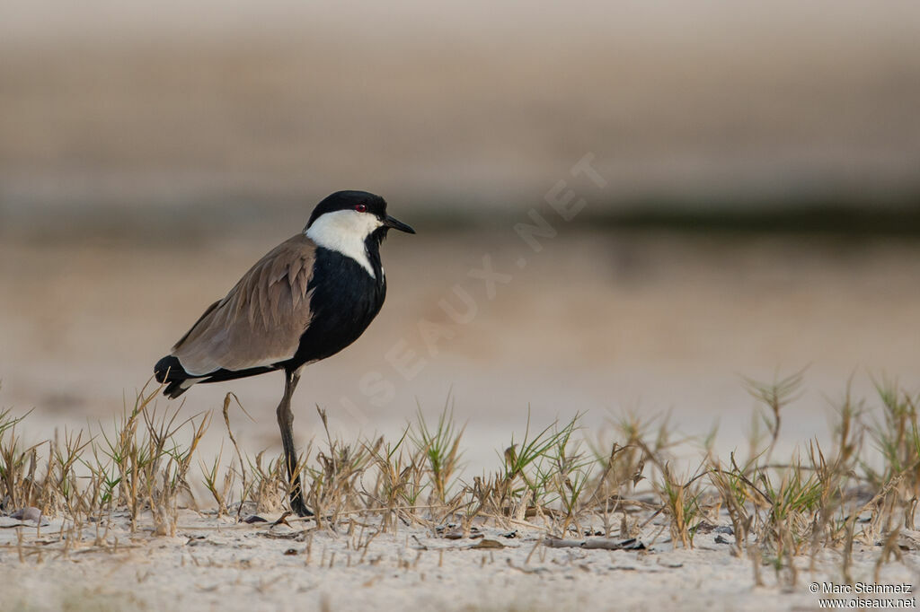 Spur-winged Lapwing