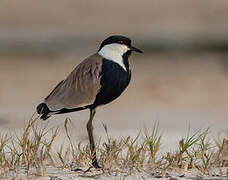 Spur-winged Lapwing