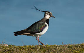 Northern Lapwing