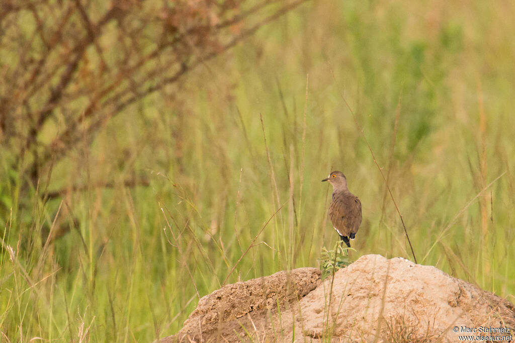 Senegal Lapwing