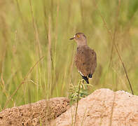 Senegal Lapwing