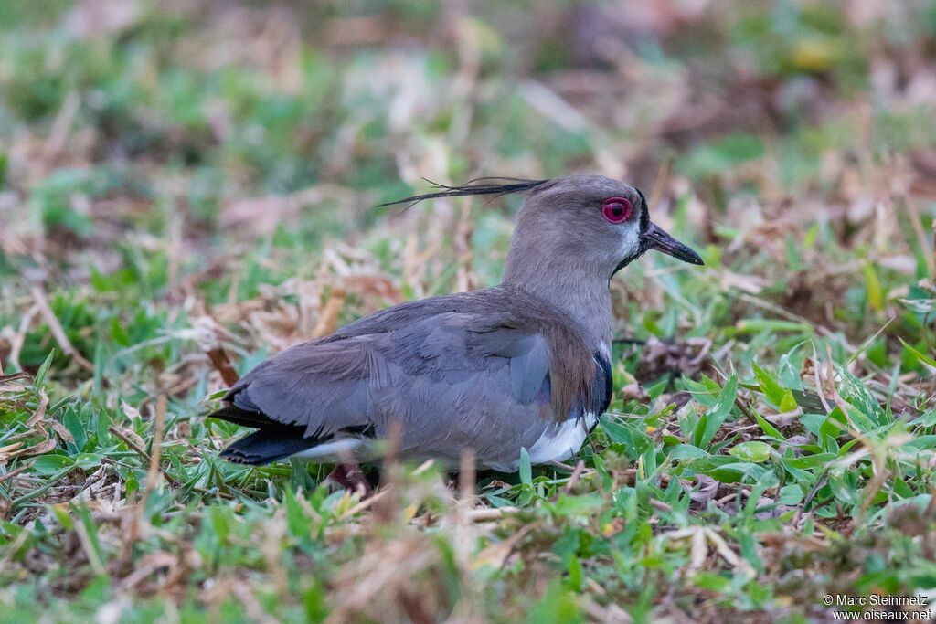 Southern Lapwing