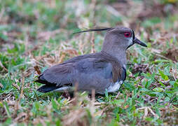 Southern Lapwing