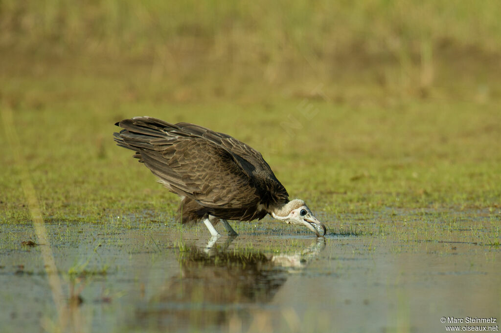 Hooded Vultureimmature