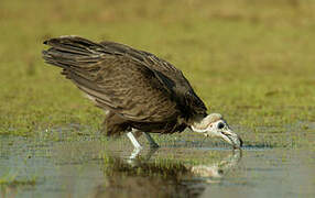 Hooded Vulture