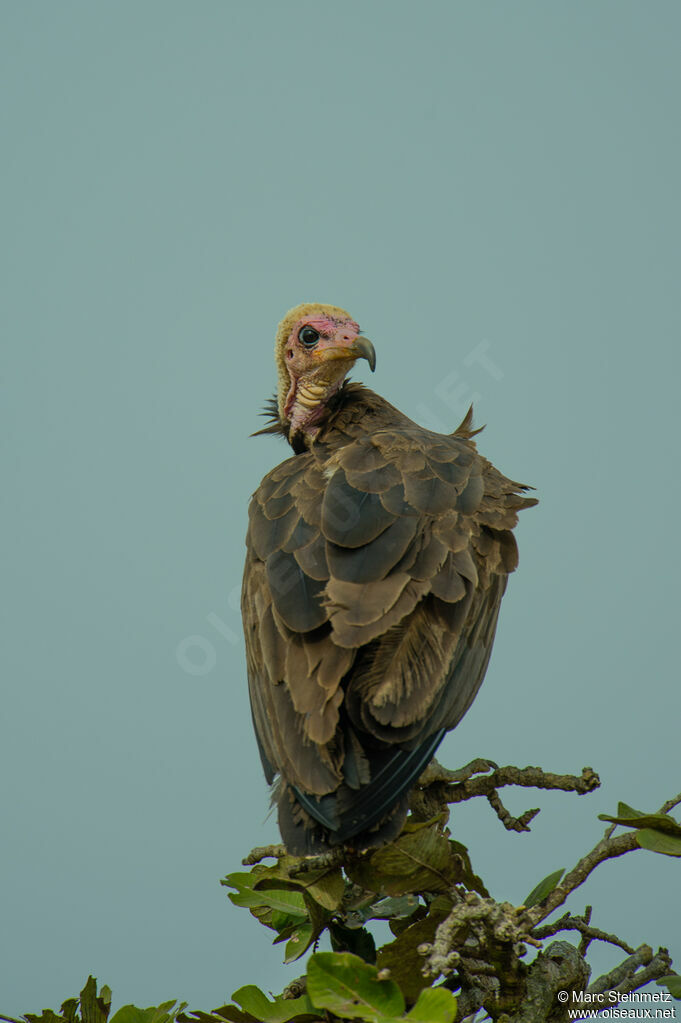 Vautour charognardadulte