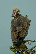 Hooded Vulture