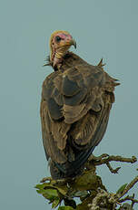 Vautour charognard