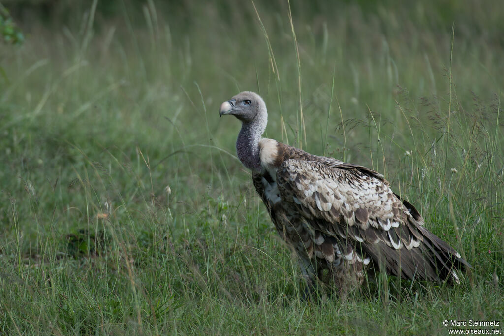 Vautour de Rüppell