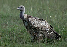 Rüppell's Vulture