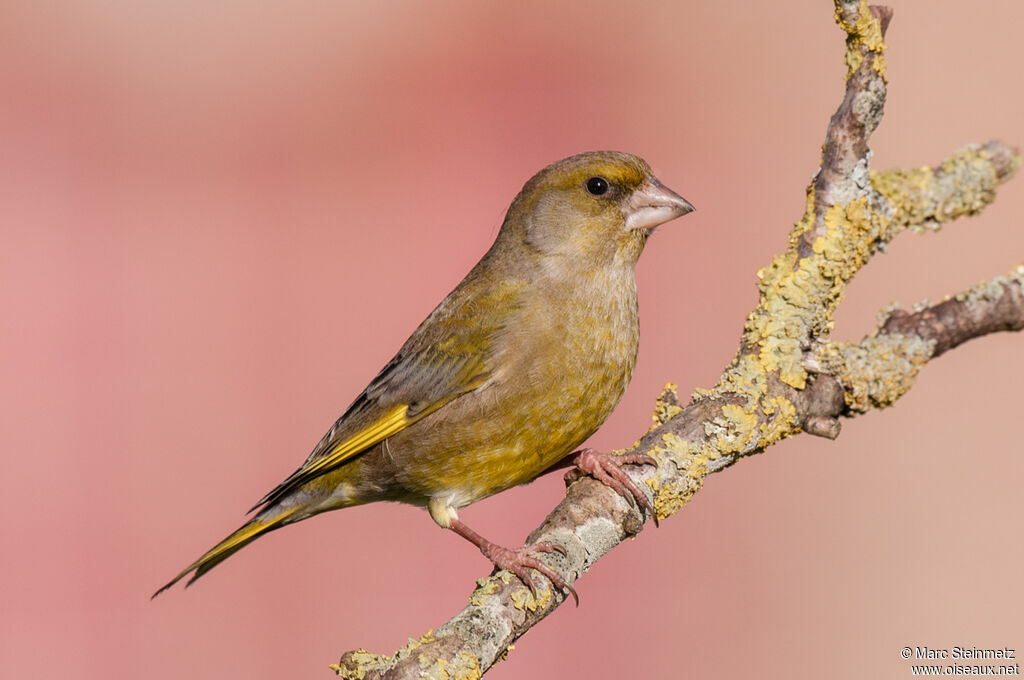 European Greenfinch