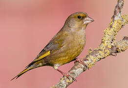 European Greenfinch