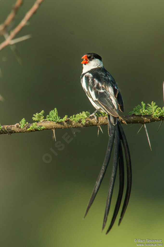 Pin-tailed Whydah